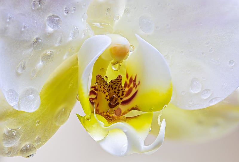 Orchids